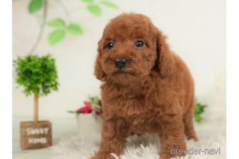 成約済の千葉県のトイプードル-210409の3枚目